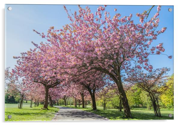 Cherry blossom on an avenue of trees Acrylic by Jason Wells