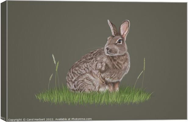 Wild Rabbit Drawing Canvas Print by Carol Herbert