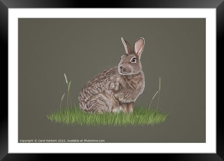 Wild Rabbit Drawing Framed Mounted Print by Carol Herbert