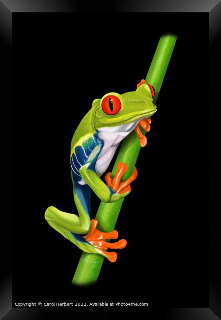 Red Eyed Tree Frog Original Art Framed Print by Carol Herbert