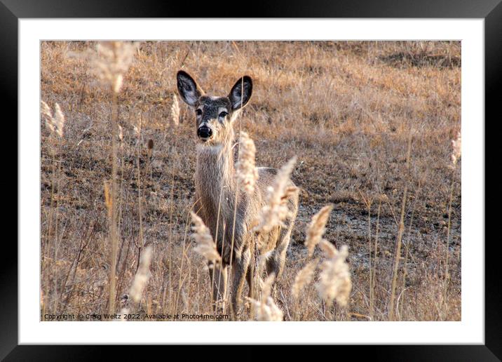 Alert Deer  Framed Mounted Print by Craig Weltz