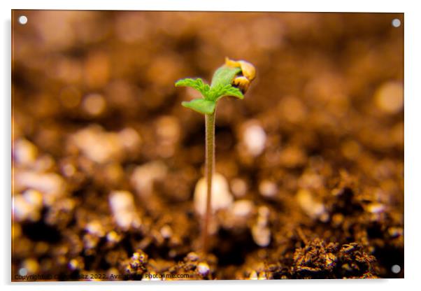 A close up of a cannabis seedling Acrylic by Craig Weltz