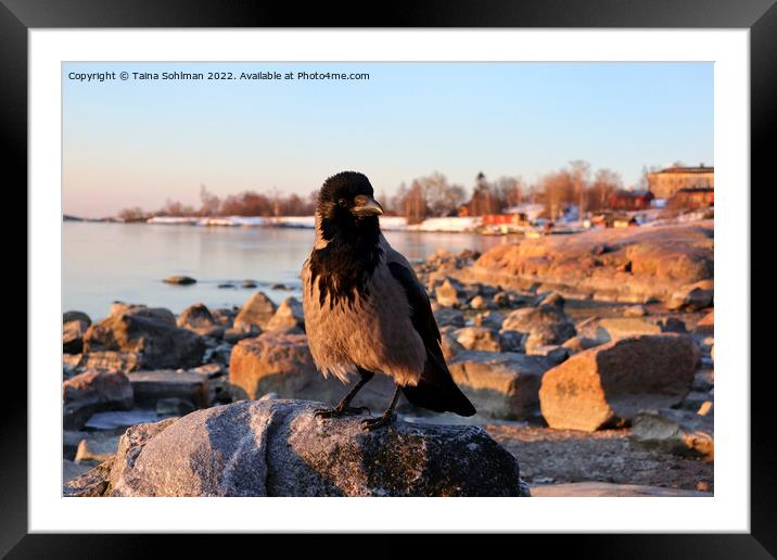 Hooded Crow, Corvus cornix, Perched on Seaside Bou Framed Mounted Print by Taina Sohlman