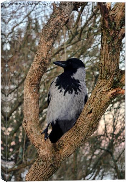 Alert Hooded Crow Perched on Tree Limb Canvas Print by Taina Sohlman