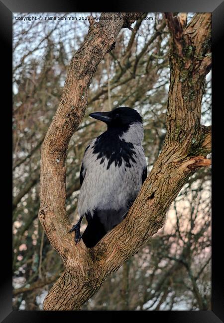 Alert Hooded Crow Perched on Tree Limb Framed Print by Taina Sohlman