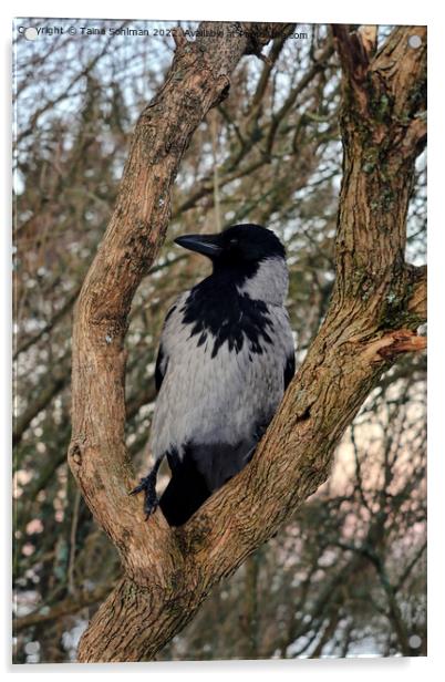 Alert Hooded Crow Perched on Tree Limb Acrylic by Taina Sohlman