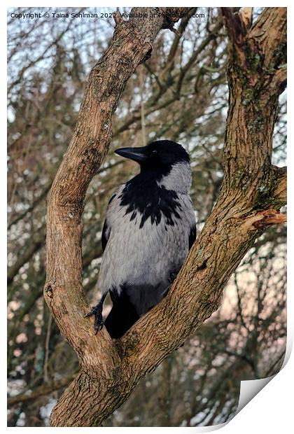 Alert Hooded Crow Perched on Tree Limb Print by Taina Sohlman