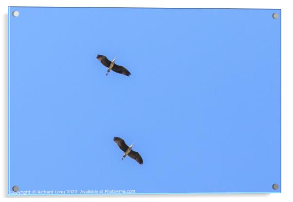 Two Grey Herons soaring Acrylic by Richard Long