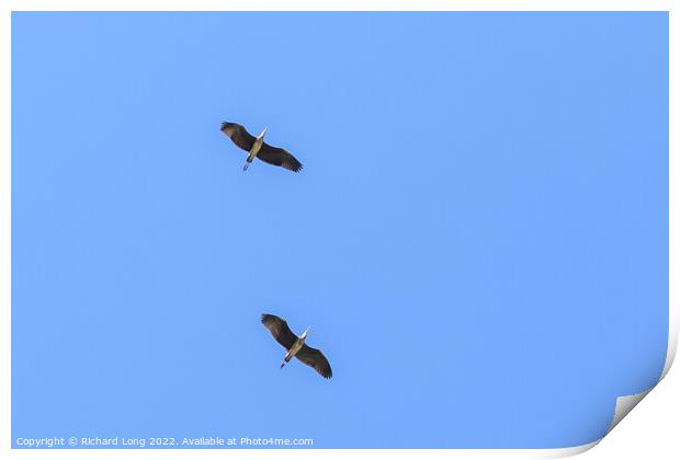 Two Grey Herons soaring Print by Richard Long