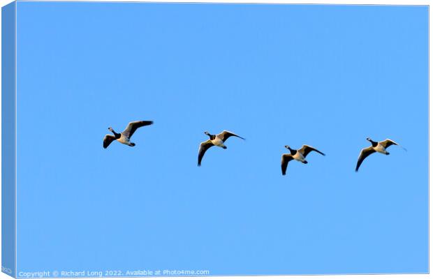 Flight of four Barnacle Geese  Canvas Print by Richard Long