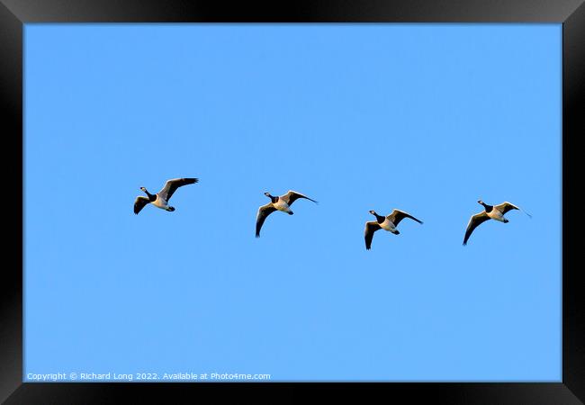 Flight of four Barnacle Geese  Framed Print by Richard Long