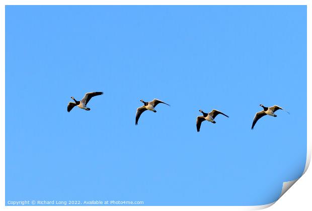Flight of four Barnacle Geese  Print by Richard Long