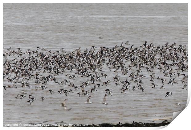 Large flock of Oyster Catchers Print by Richard Long