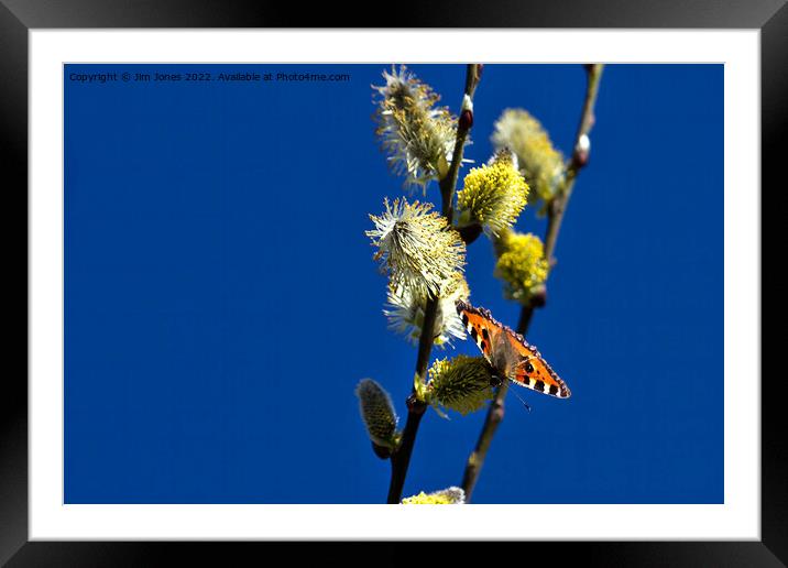 Blue Sky and a Butterfly Framed Mounted Print by Jim Jones