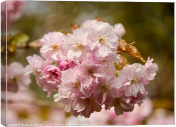 Spring Cherry Blossomr Canvas Print by Simon Johnson