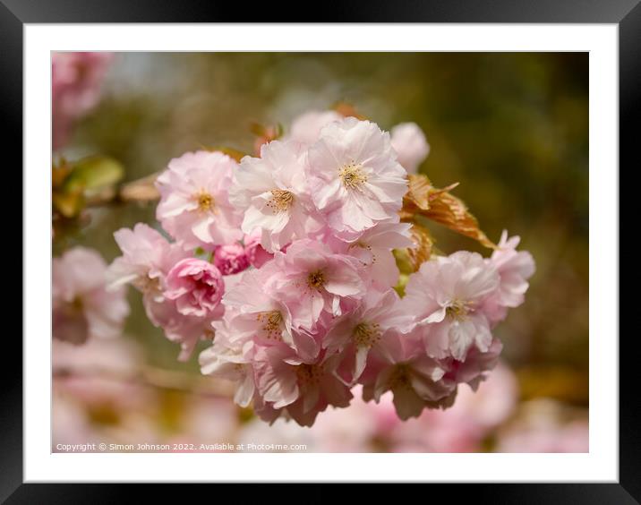 Spring Cherry Blossomr Framed Mounted Print by Simon Johnson