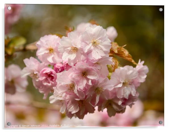 Spring Cherry Blossomr Acrylic by Simon Johnson