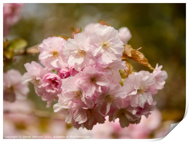 Spring Cherry Blossomr Print by Simon Johnson