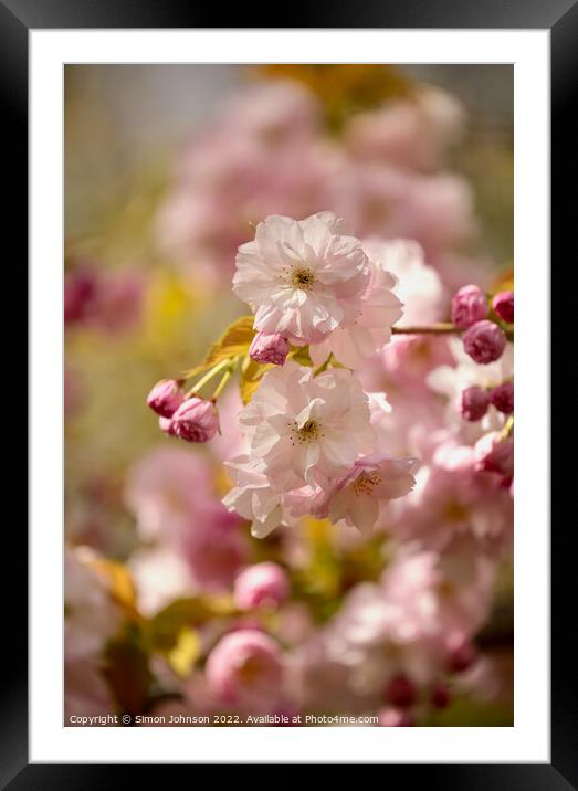 Sunlit Spring blossom Framed Mounted Print by Simon Johnson