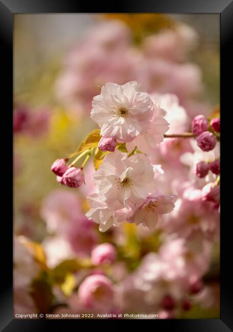Sunlit Spring blossom Framed Print by Simon Johnson