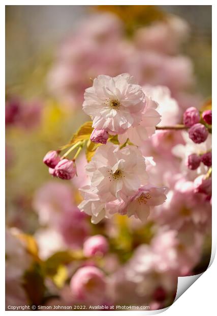 Sunlit Spring blossom Print by Simon Johnson