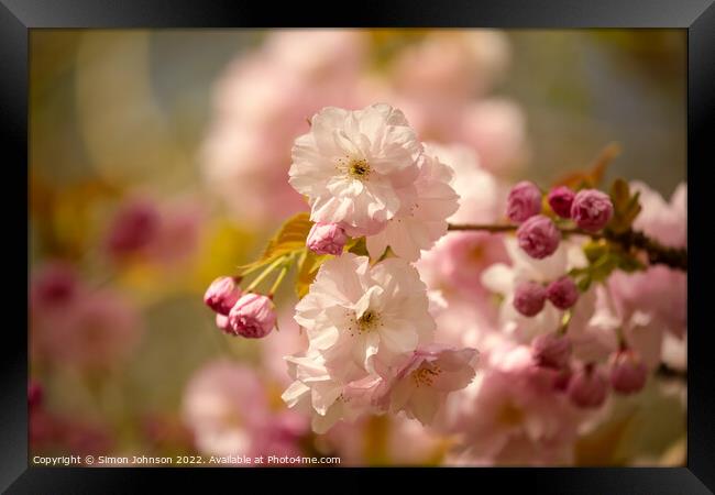 Plant flower Framed Print by Simon Johnson