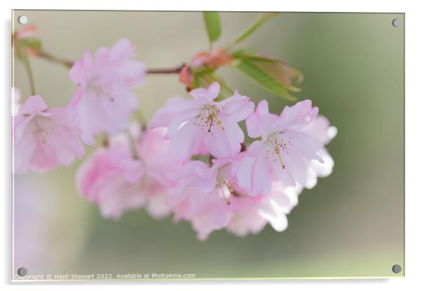 Cherry Blossom Acrylic by Heidi Stewart