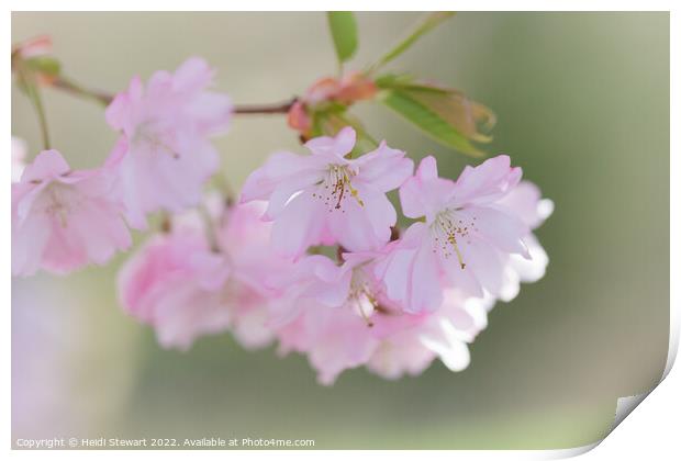 Cherry Blossom Print by Heidi Stewart