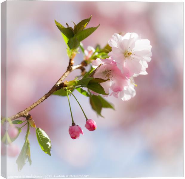 Cherry Blossom Canvas Print by Heidi Stewart