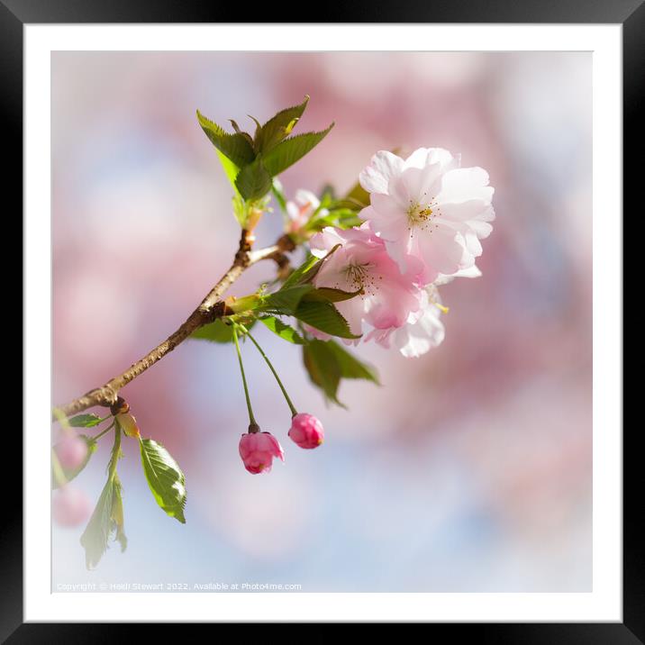 Cherry Blossom Framed Mounted Print by Heidi Stewart
