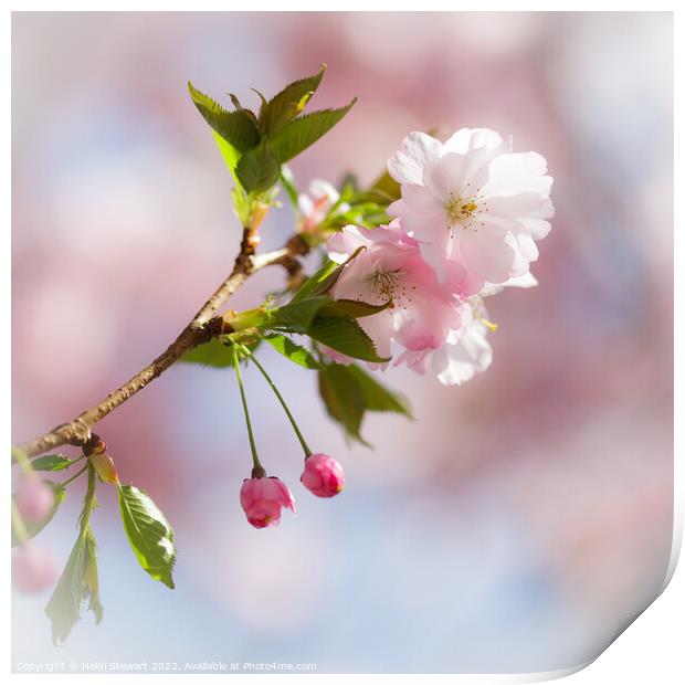 Cherry Blossom Print by Heidi Stewart