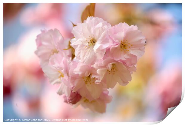 Sunlit Cherry Blossom Print by Simon Johnson