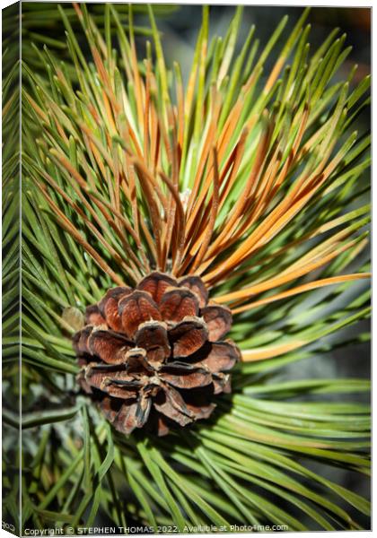 Pine Cone and Needles Canvas Print by STEPHEN THOMAS