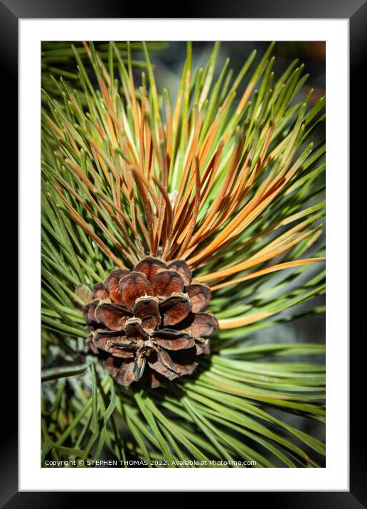 Pine Cone and Needles Framed Mounted Print by STEPHEN THOMAS