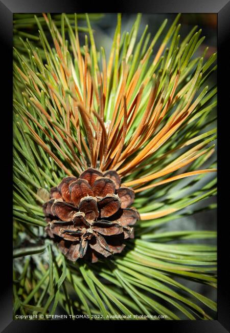 Pine Cone and Needles Framed Print by STEPHEN THOMAS