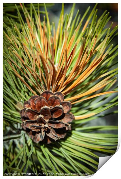 Pine Cone and Needles Print by STEPHEN THOMAS