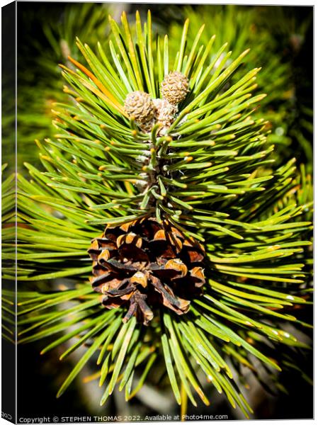 Pine Buds, Cone and Needles  Canvas Print by STEPHEN THOMAS