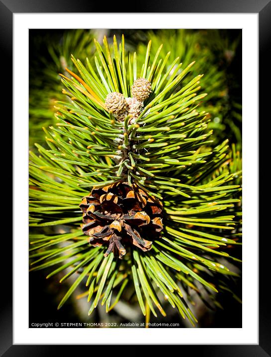 Pine Buds, Cone and Needles  Framed Mounted Print by STEPHEN THOMAS