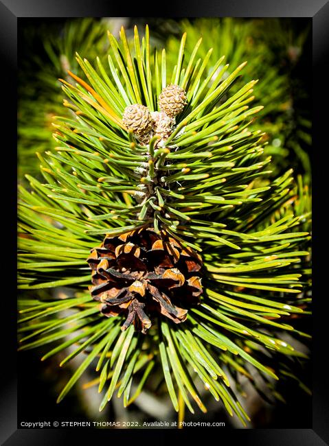Pine Buds, Cone and Needles  Framed Print by STEPHEN THOMAS