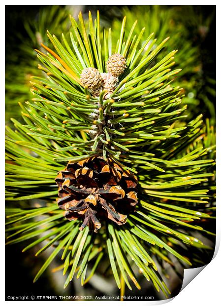 Pine Buds, Cone and Needles  Print by STEPHEN THOMAS