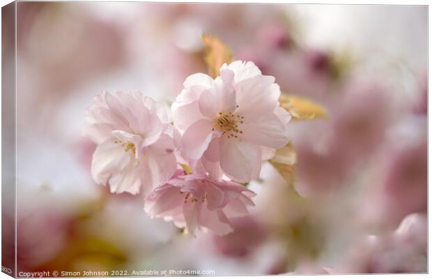 spring Blossomr Canvas Print by Simon Johnson