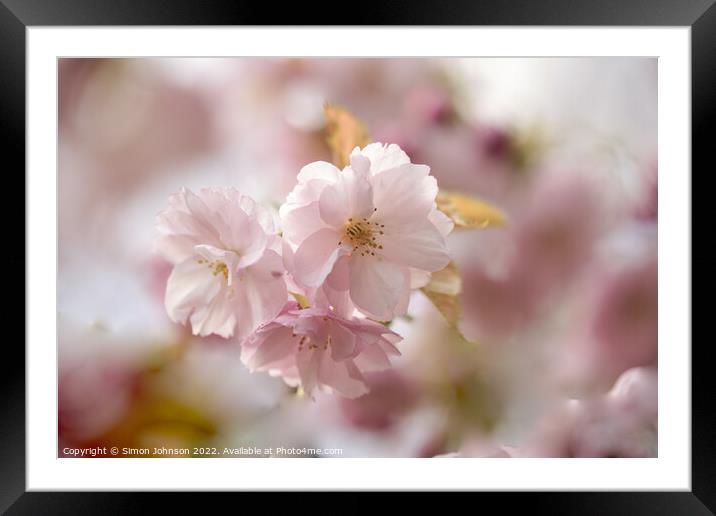 spring Blossomr Framed Mounted Print by Simon Johnson