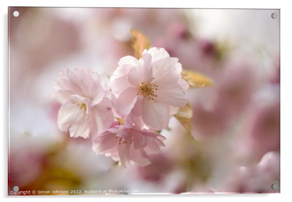 spring Blossomr Acrylic by Simon Johnson