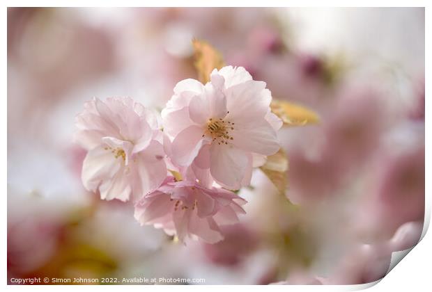 spring Blossomr Print by Simon Johnson