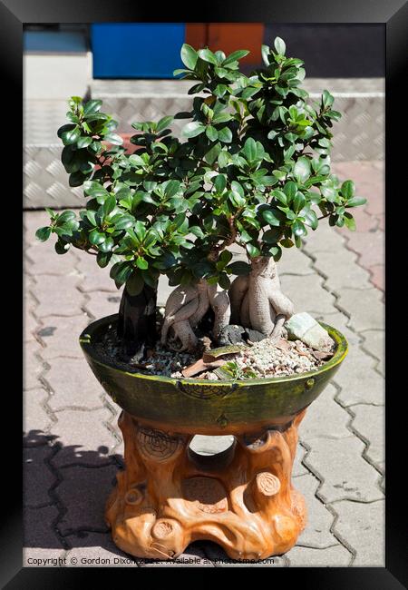 Large bonsai tree displayed on the pavement - Seoul, S Korea Framed Print by Gordon Dixon