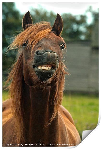 Horses can smile too Print by Tanya Hodgkiss