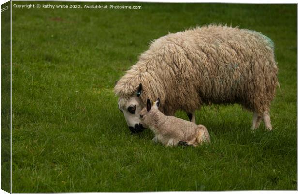 Kerry Hill sheep with her baby lamb Canvas Print by kathy white