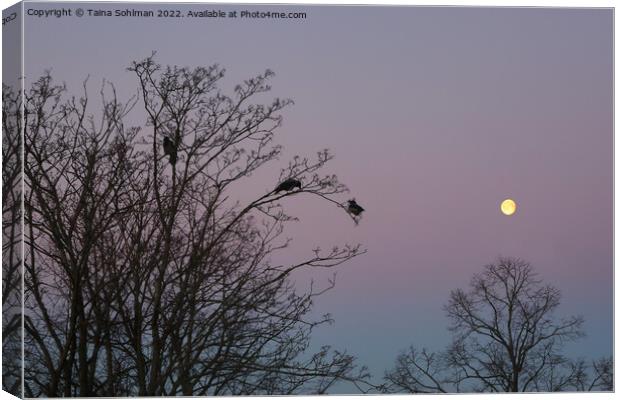 Crows in Morning Moonlight Canvas Print by Taina Sohlman