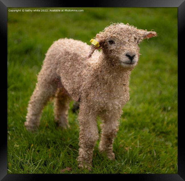 Baby lamb at spring time Framed Print by kathy white