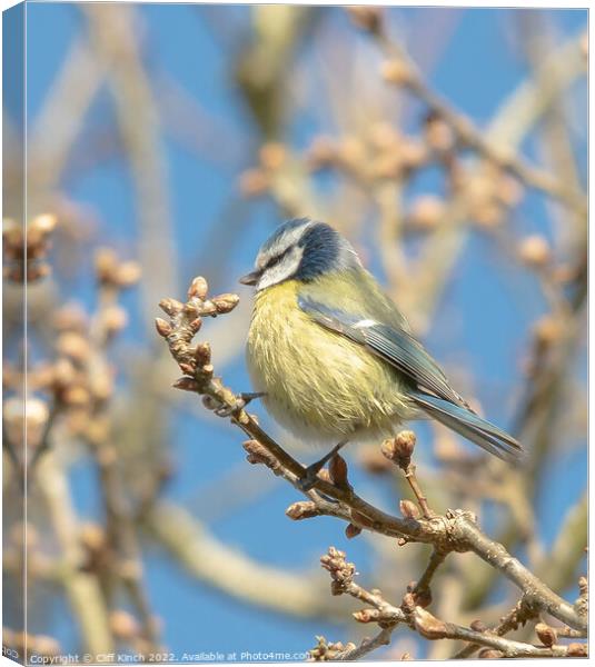 A blue tit perched on a tree branch Canvas Print by Cliff Kinch